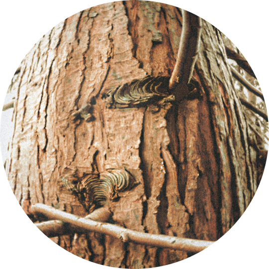 Cedarwood Virginia Super Rectified