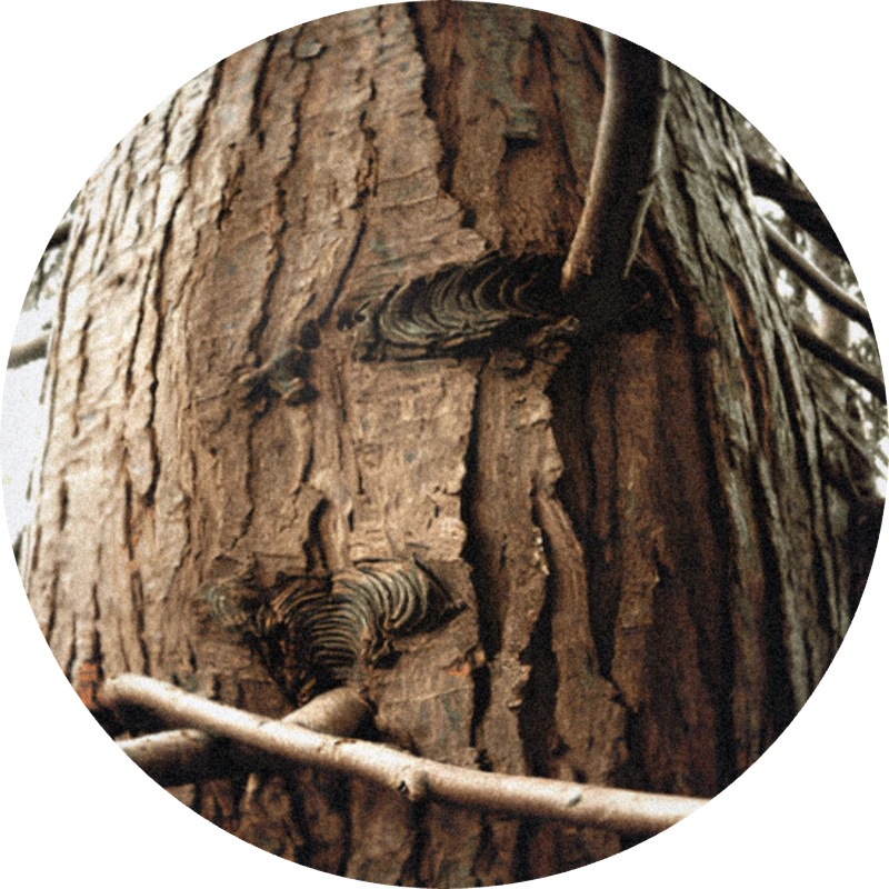 Cedarwood Virginia Oil