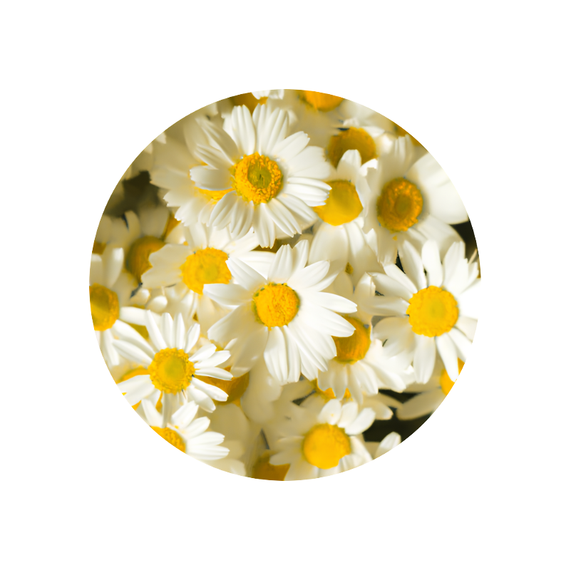 Chamomile Roman Essence (Rumianek Rzymski)