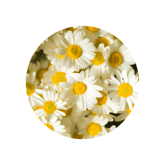 Chamomile Roman Essence (Rumianek Rzymski)