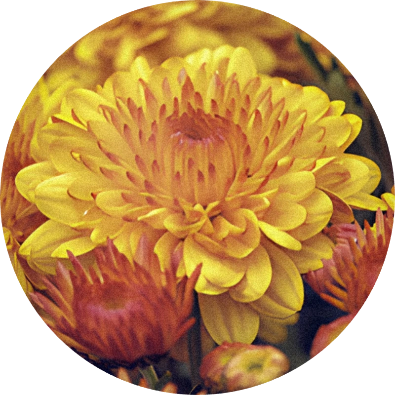 Chrysantheme