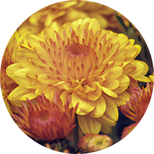 Chrysantheme
