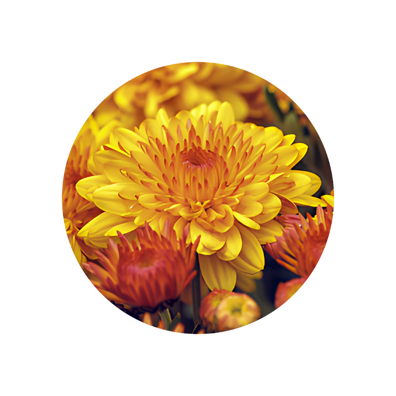 Chrysantheme