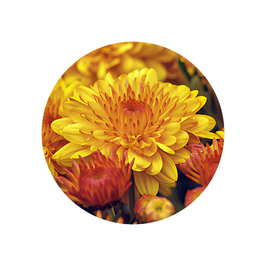 Chrysantheme