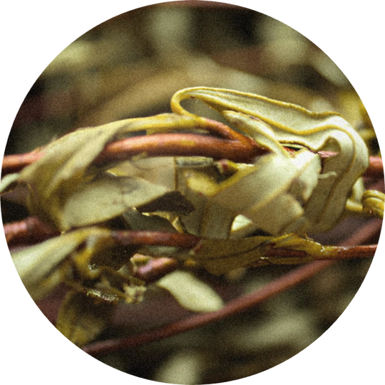 Cistus Oil (Spain)