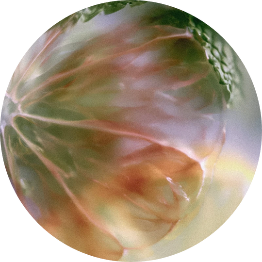 Citronellyl Tiglate