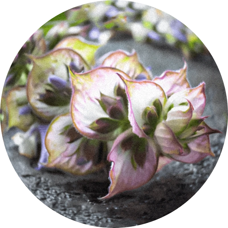 Clary Sage Absolute