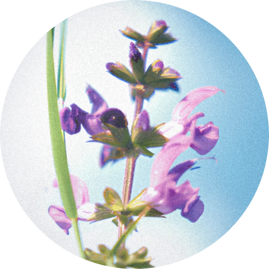 Clary Sage Oil (France)
