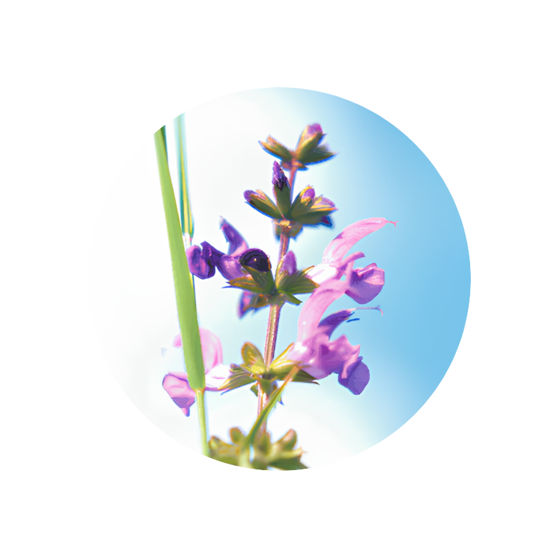 Clary Sage Oil (France)