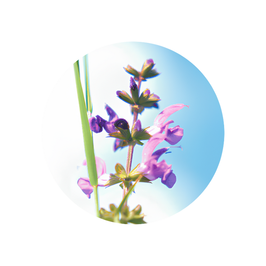 Clary Sage Oil (France)