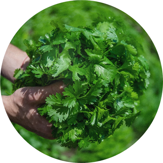 Coriander Leaf Oil Extra