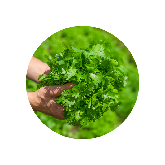 Coriander Leaf Oil Extra