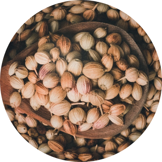 Coriander Seeds Oil
