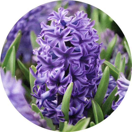 Corps Jacinthe