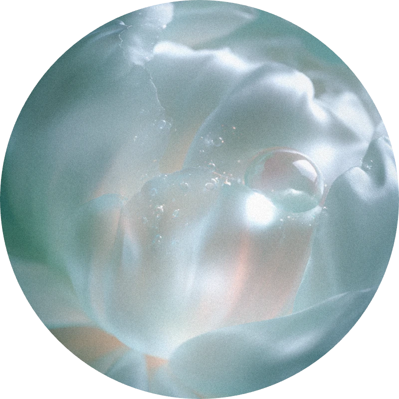 Cyclamen Base 184317 G