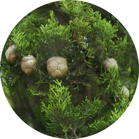 Cypress Oil (France)