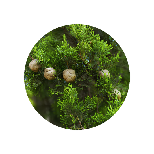 Cypress Oil (France)