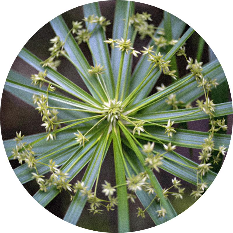 Cypriol Coeur (Firmenich)