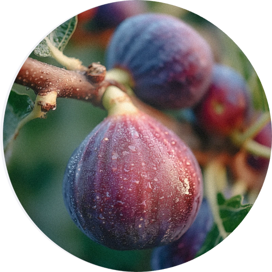 Fig Base