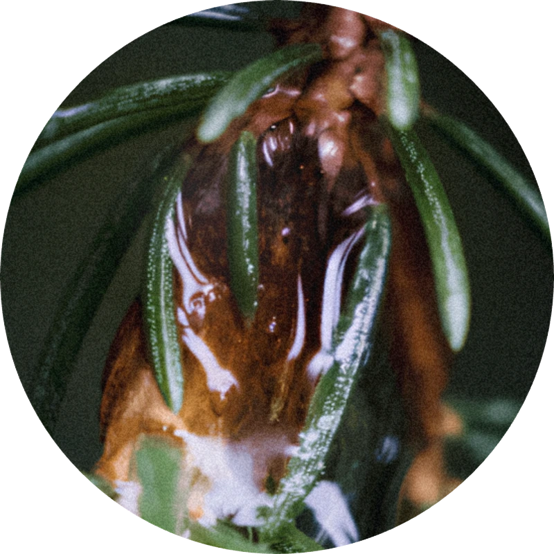 Fir Balsam Absolute Resin 25% (ethanol)