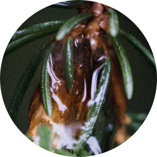 Fir Balsam Absolute Resin 25% (ethanol)