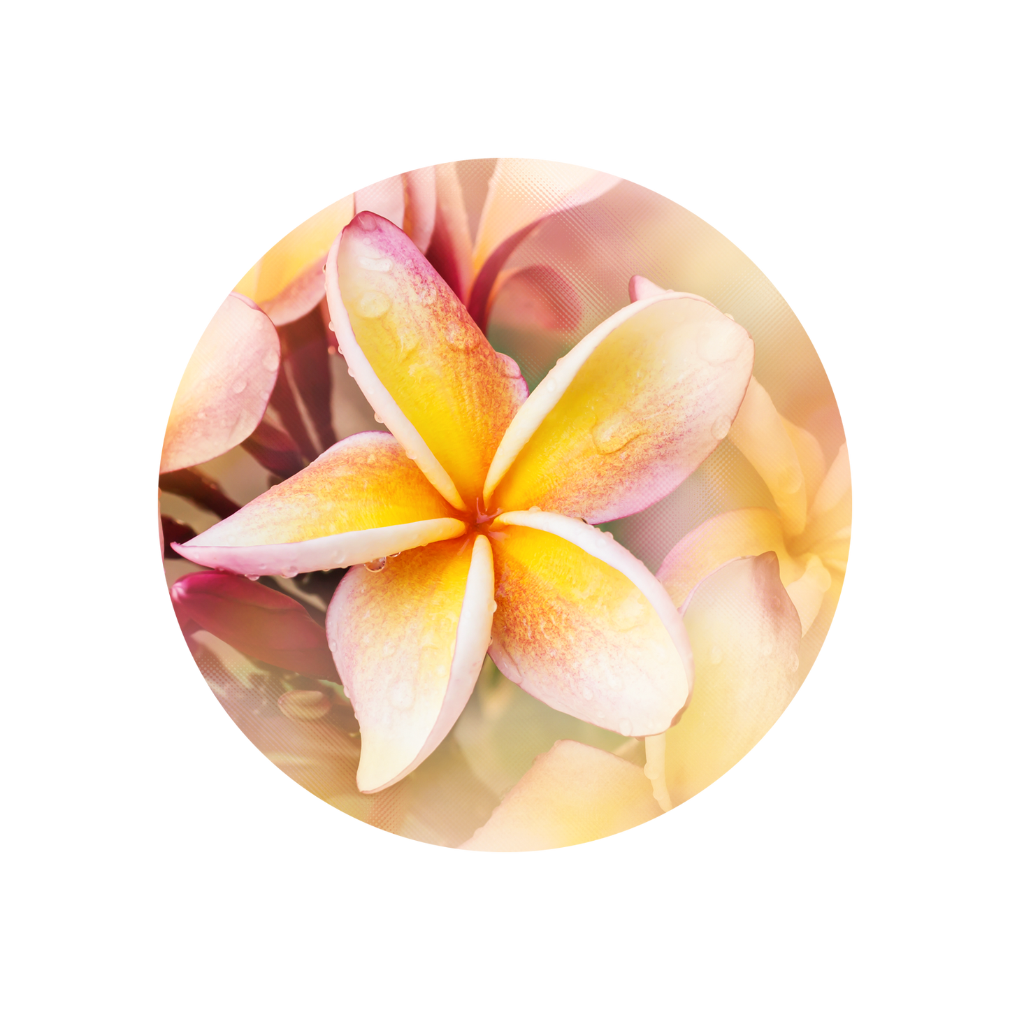 Frangipani Bold Base