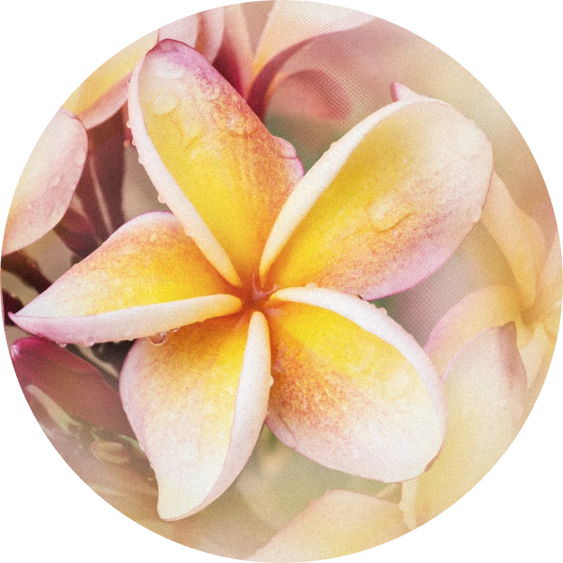 Frangipani Bold Base