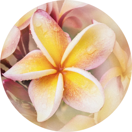 Frangipani Bold Base