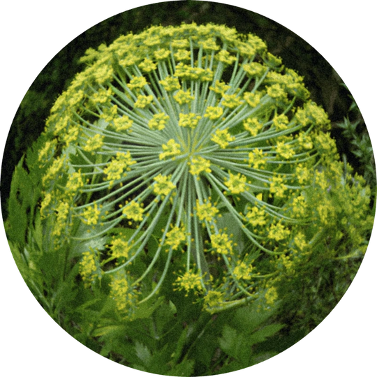 Galbanum Resinoide Super 50% (ethanol)