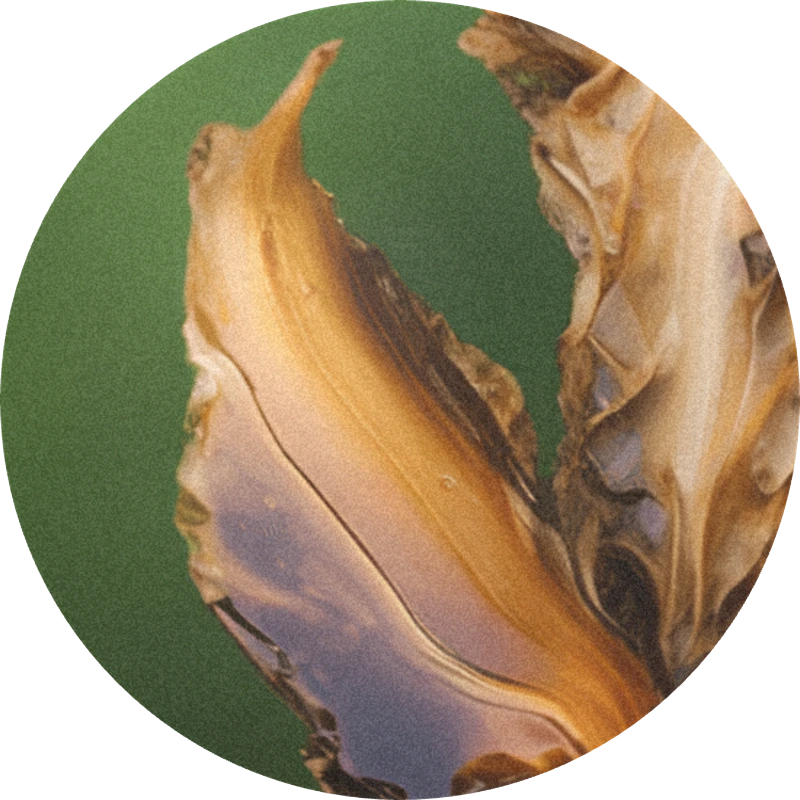 Gamma Terpinene