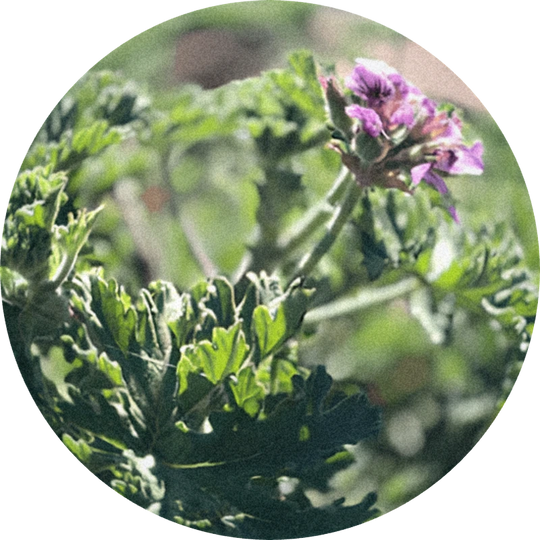 Geranium Bourbon Oil (Madagascar)