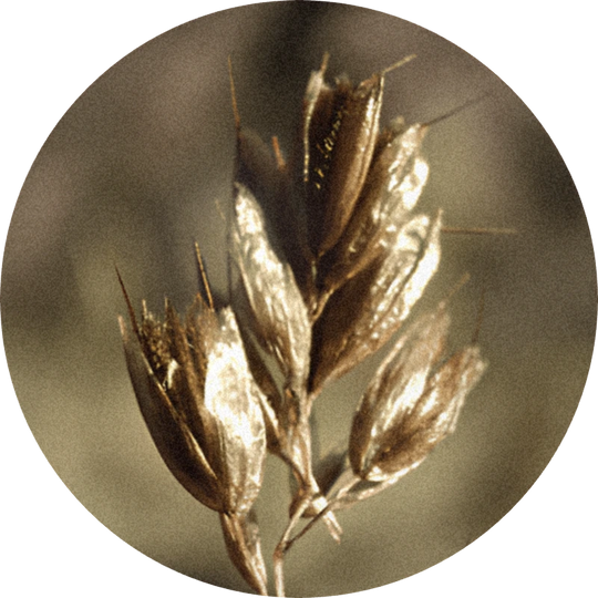 Hay Absolute (hierochloe alpina)