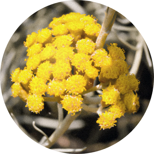 Immortelle Oil