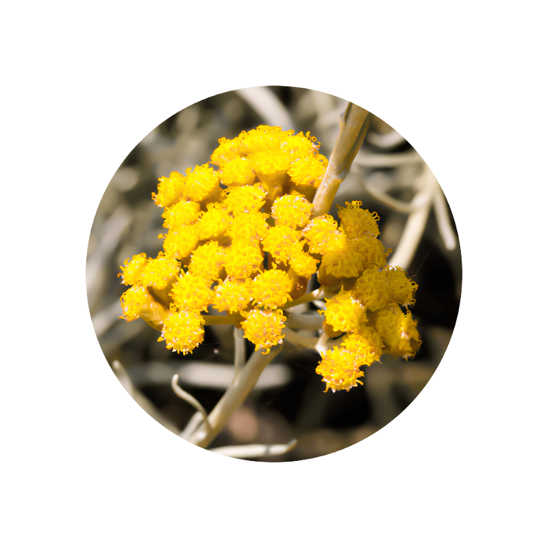 Immortelle Oil