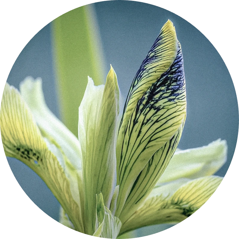 Irival Oliffac