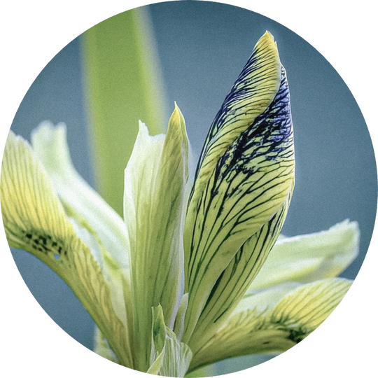 Irival Oliffac