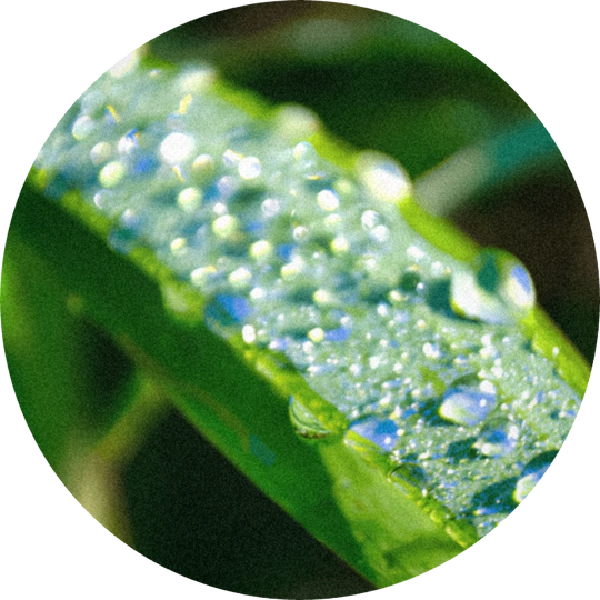 Isocyclocitral