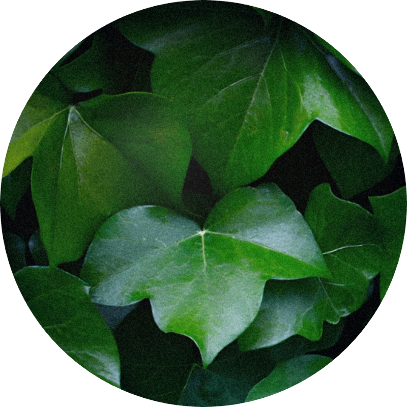 Ivy Base