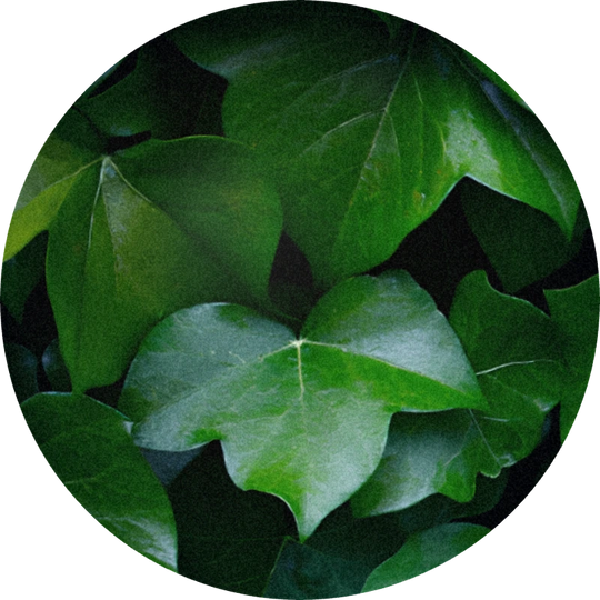 Ivy Base