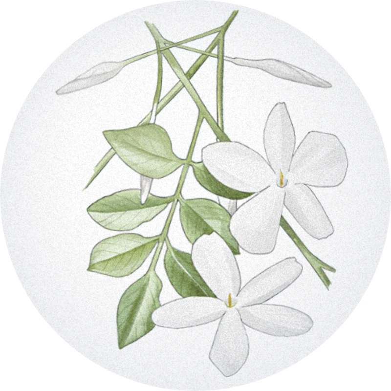 Jasmin Grandiflorum Absolute (Egypt)