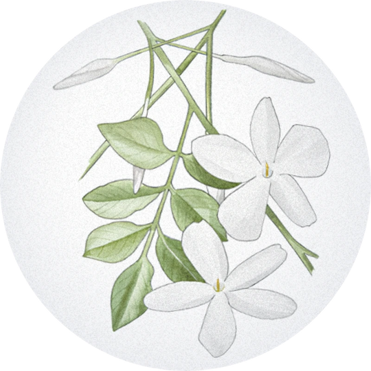 Jasmin Grandiflorum Absolute (Indie)