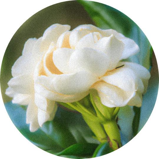 Jasmin Sambac Absolute (Biolandes)
