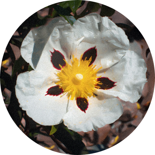 Labdanum Absolute 50% (DPG)