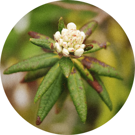 Labrador Tea Oil (Ledum groenlandicum)