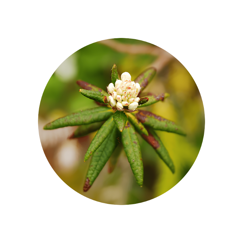 Labrador Tea Oil (Ledum groenlandicum)