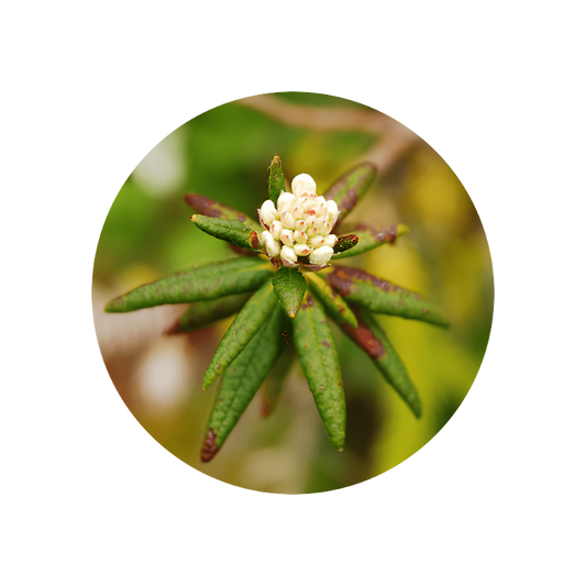 Labrador Tea Oil (Ledum groenlandicum)