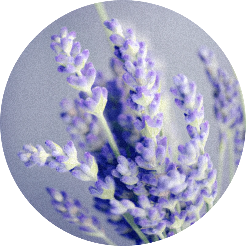 Lavender Oil (Bulgaria)