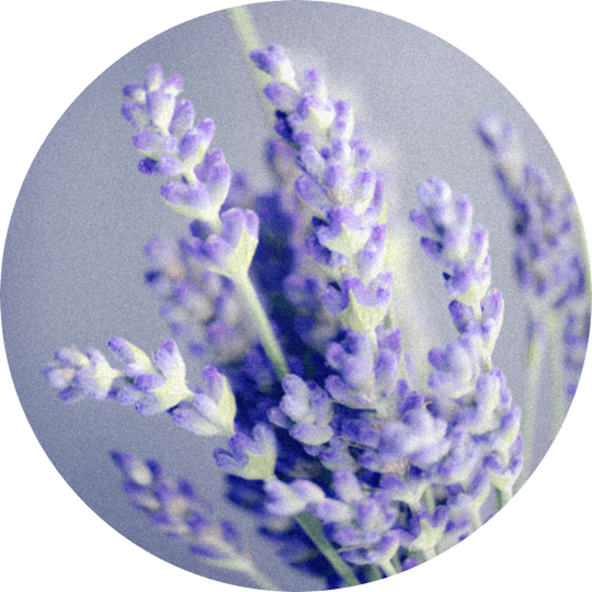 Lavender Oil (Bulgaria)