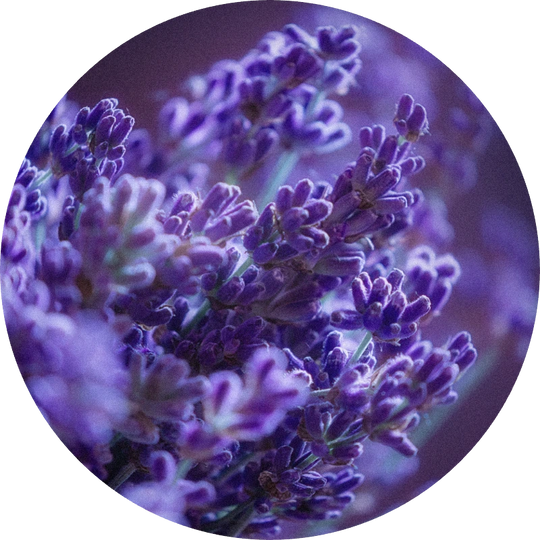 Lavender Oil France Orpur™
