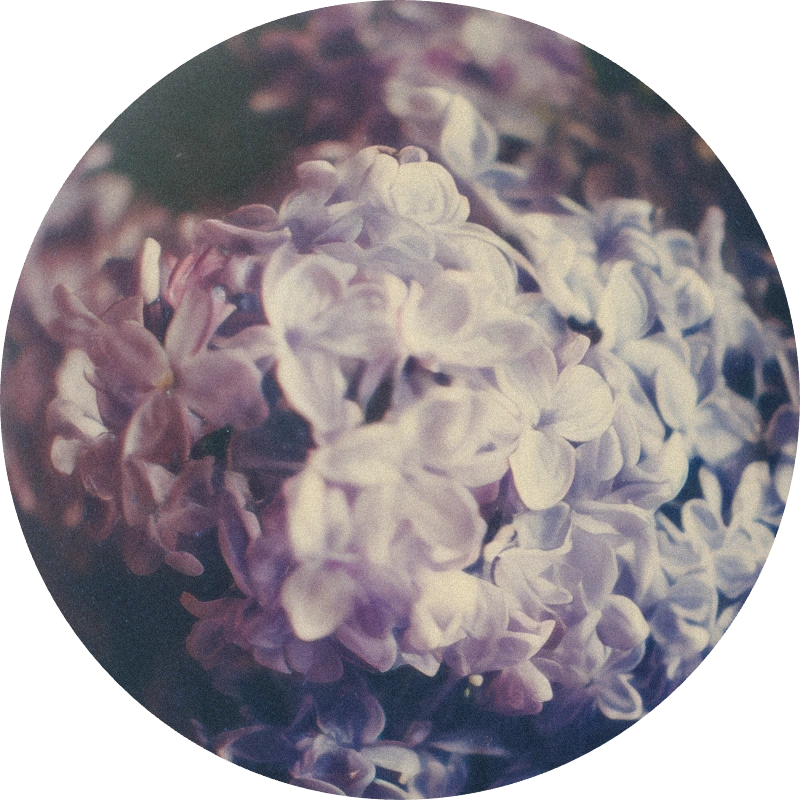 Lilas Mauve
